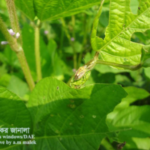 সয়াবিনের স্টিং বাগ পোকা